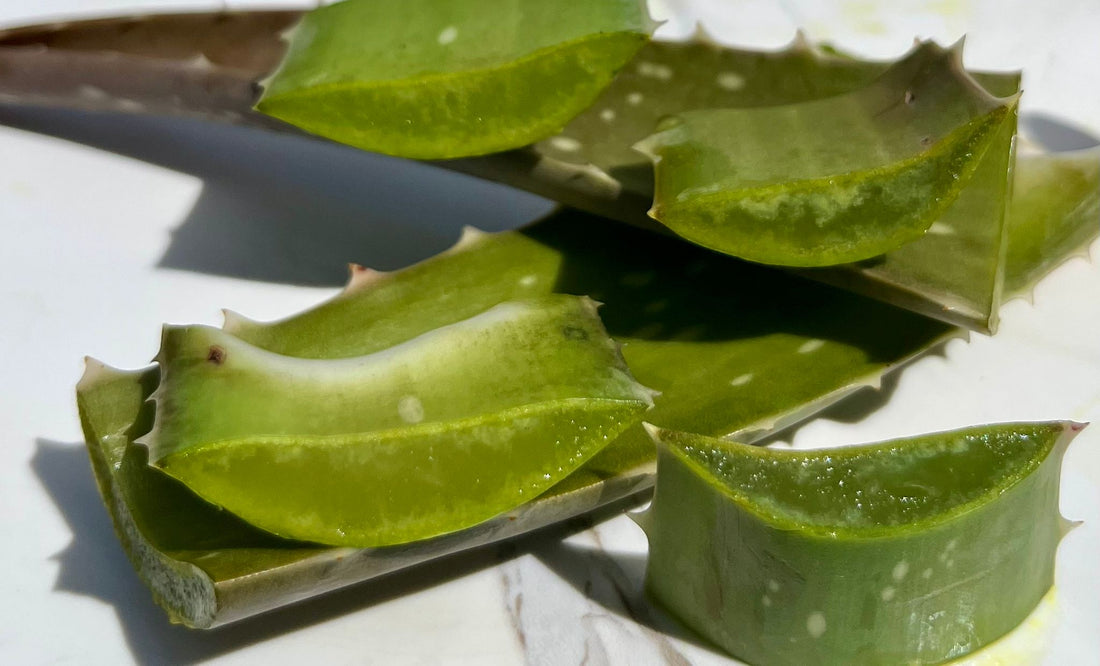 Beneficios del Extracto de Aloe Vera en la piel